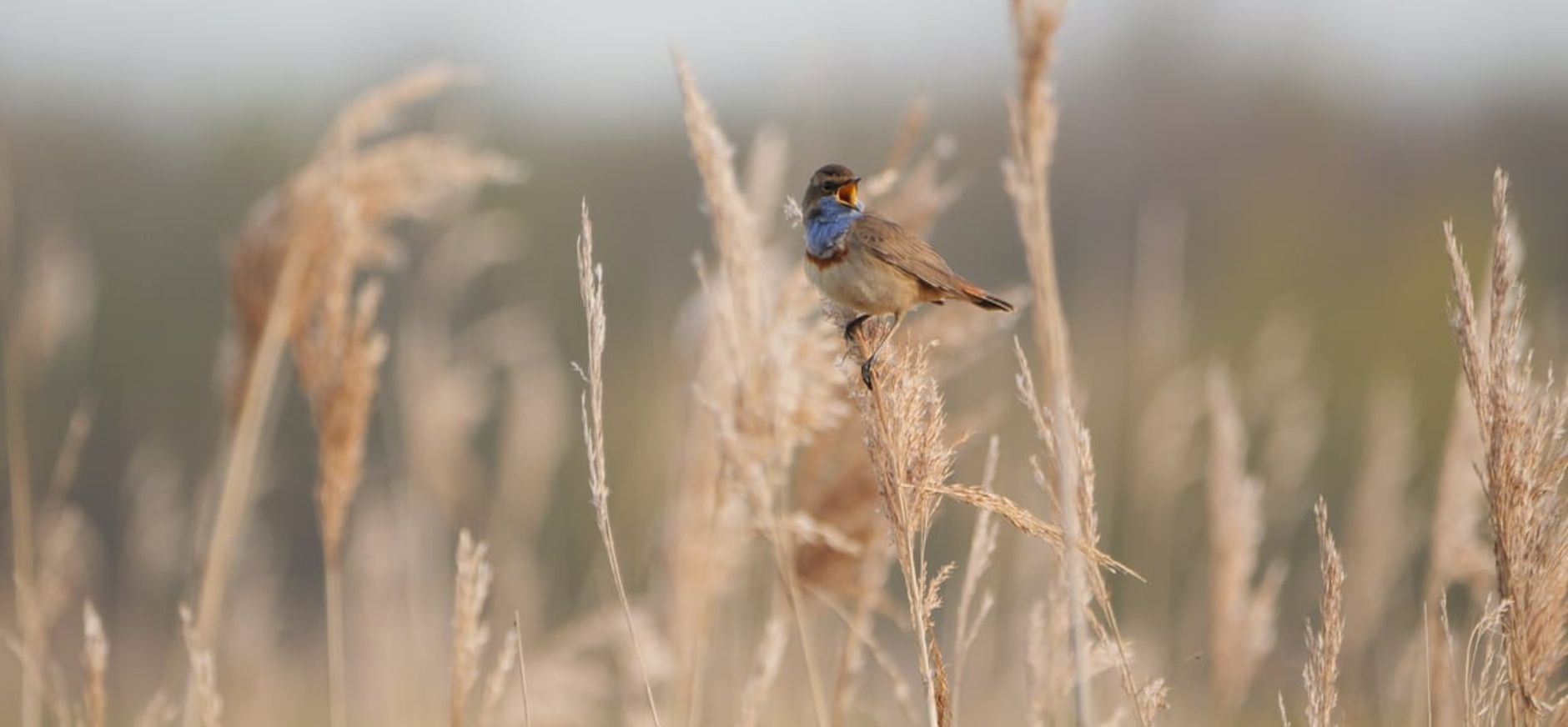 Werkzaamheden Schil Naardermeer hervat - blauwe route tijdelijk afgesloten