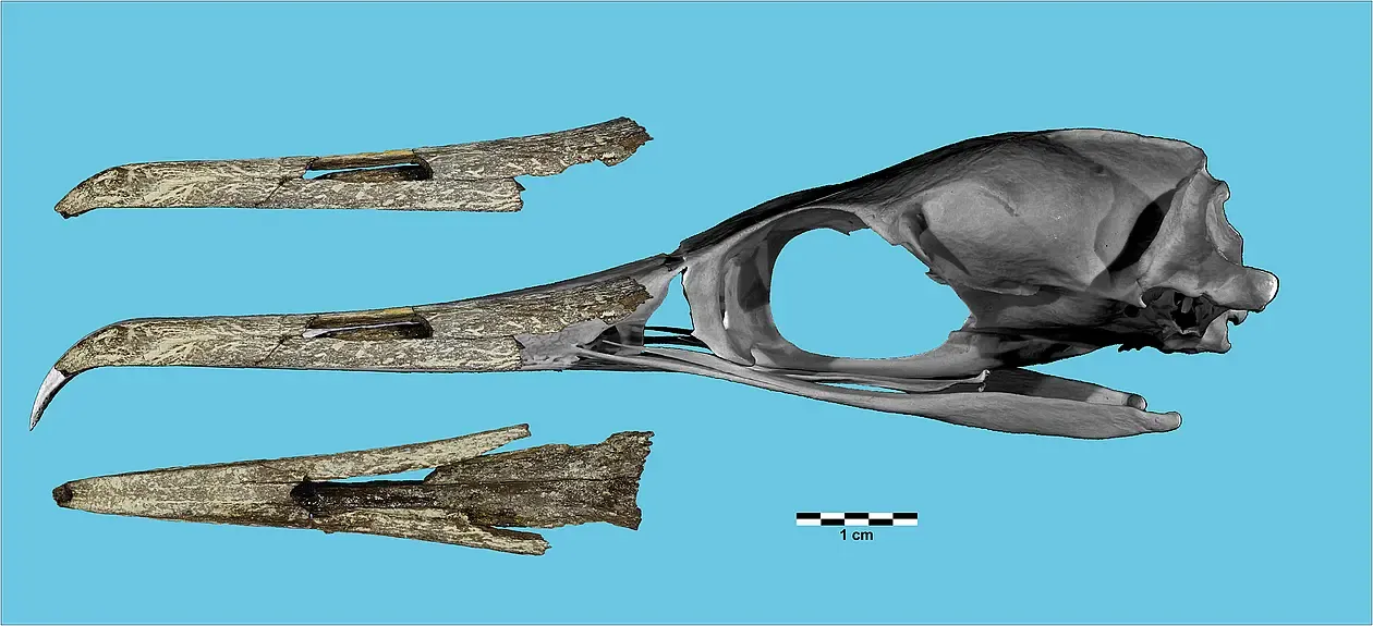 Kormorane, Seetaucher und Adler aus der Menschenaffen-Fundstelle Hammerschmiede