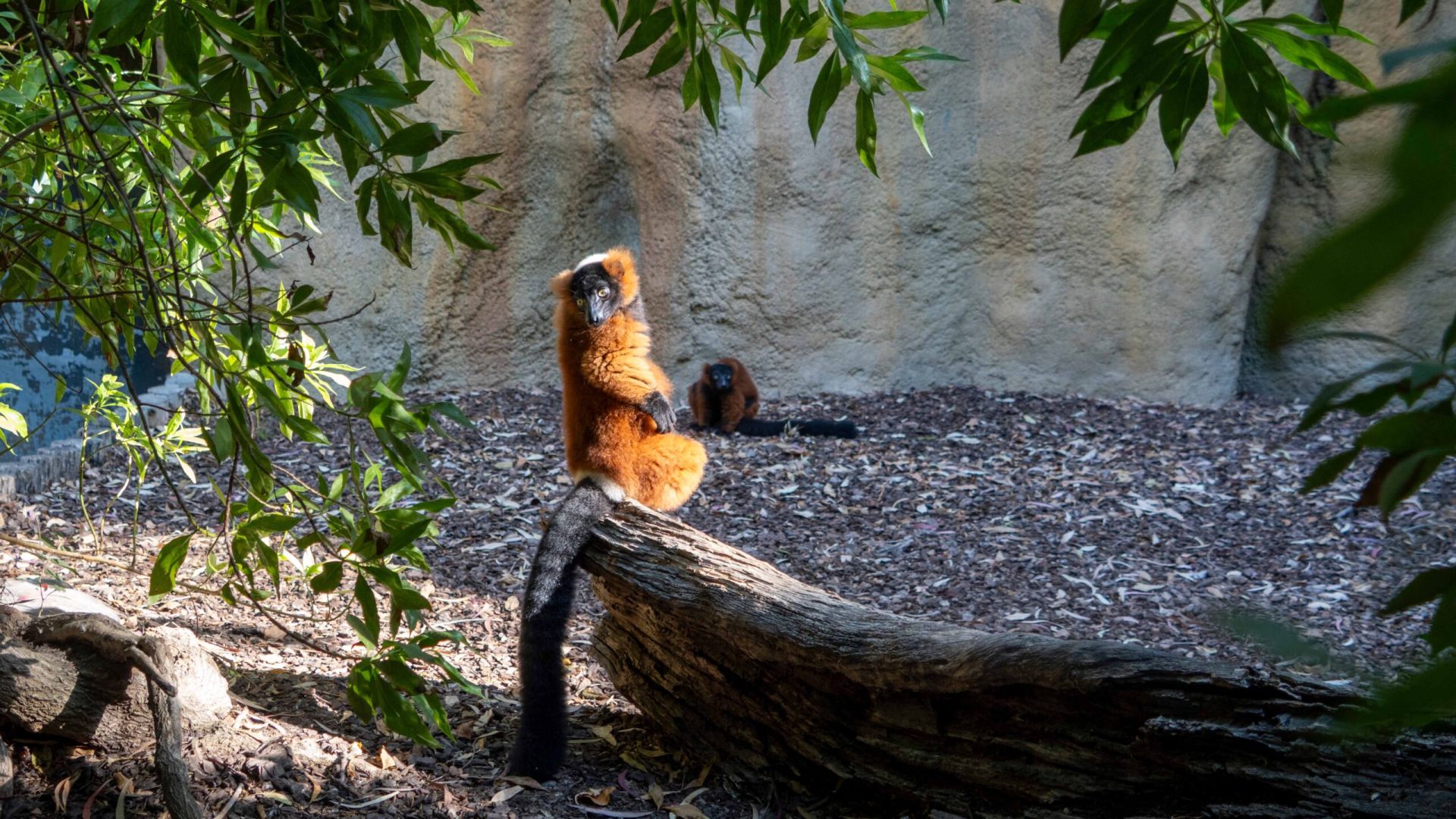 Veterinarios de BIOPARC Valencia y la CEU UCH realizan con éxito una cirugía para devolver la visión a un lémur en peligro de extinción