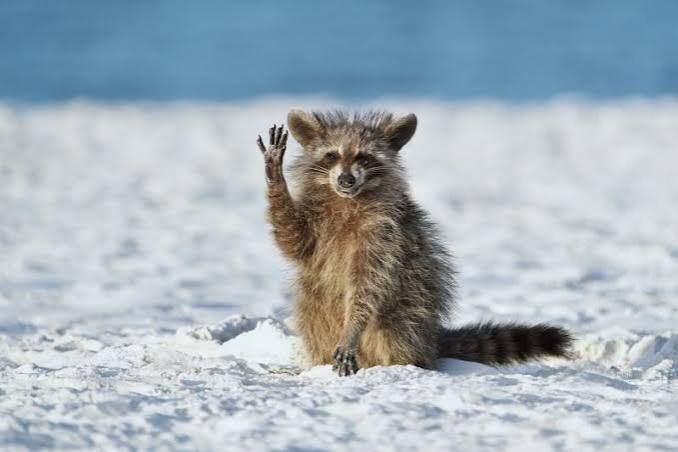 Casi 29 000 visitantes disfrutaron de las fotografías más cómicas de la Naturaleza en la exposición «Comedy Wildlife»