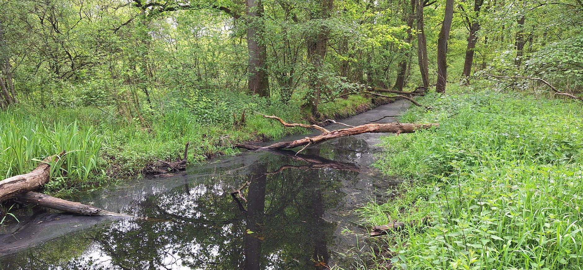 Hydrologische maatregelen bosreservaat Smalbroeken op de Kampina