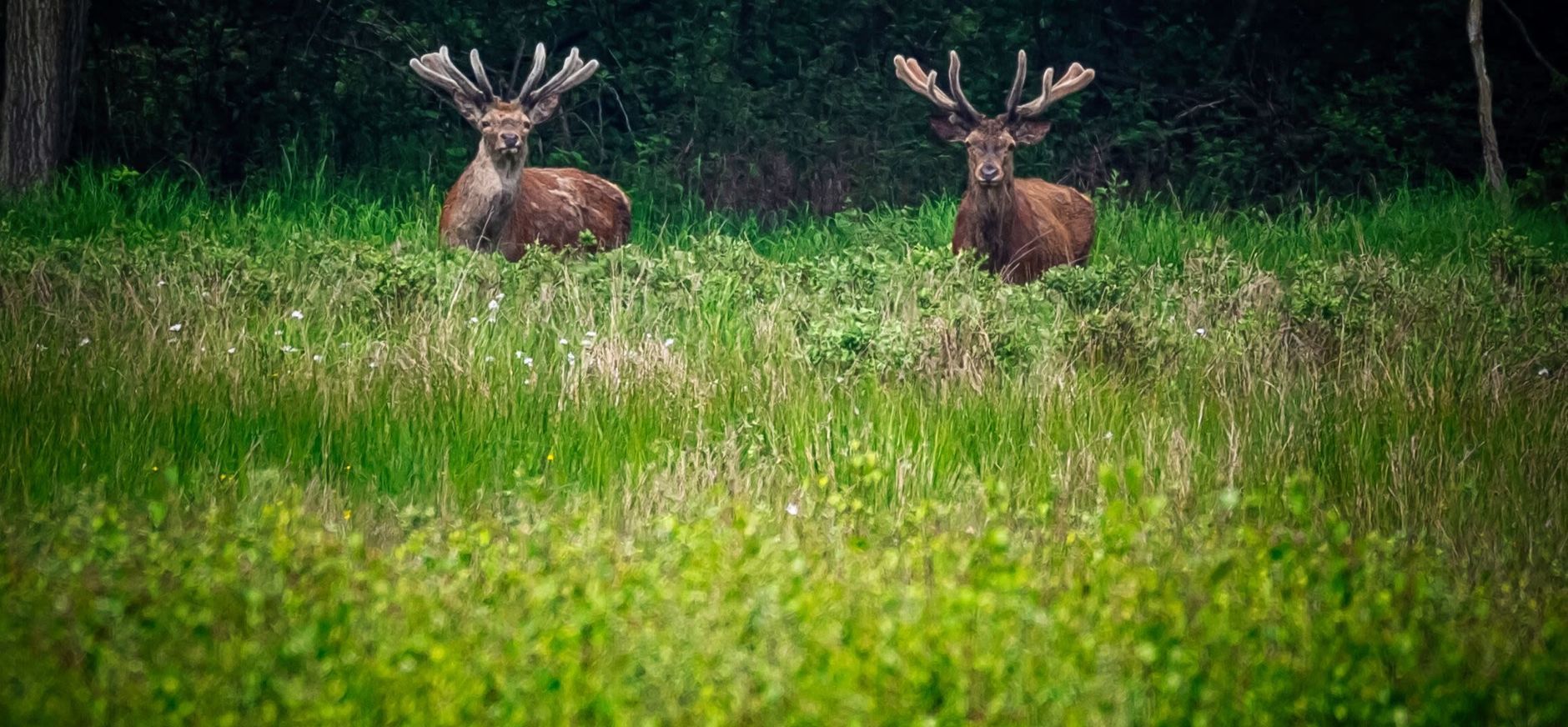 Natuurherstel in Weerter- en Budelerbergen & Ringselven van start