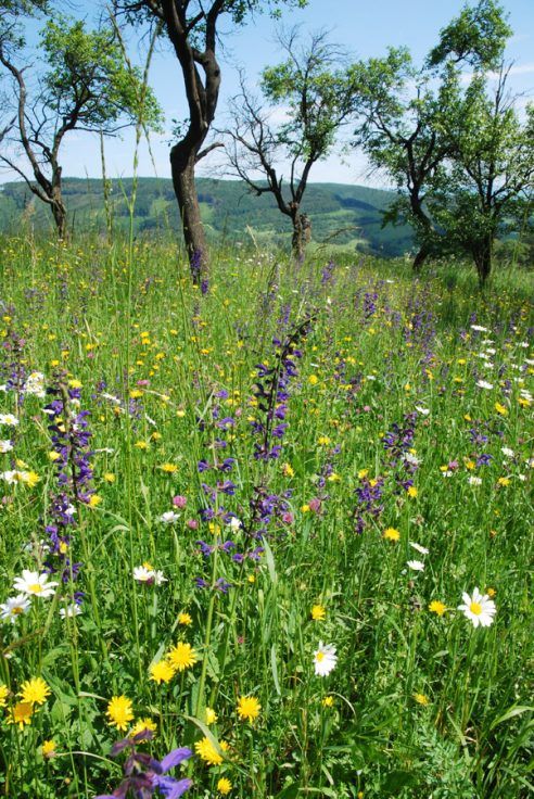 Lúky ako otvorená otázka: odborná konferencia o ochrane lúčnej biodiverzity