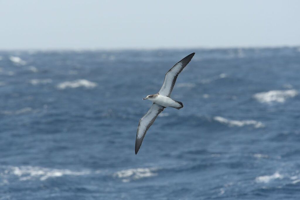 Cartographier la distribution des oiseaux marins migrateurs pour mieux les protéger