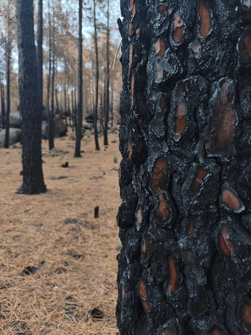 La reconstrucción de los territorios afectados por los incendios debe hacerlos más resistentes al cambio climático y a futuros incendios