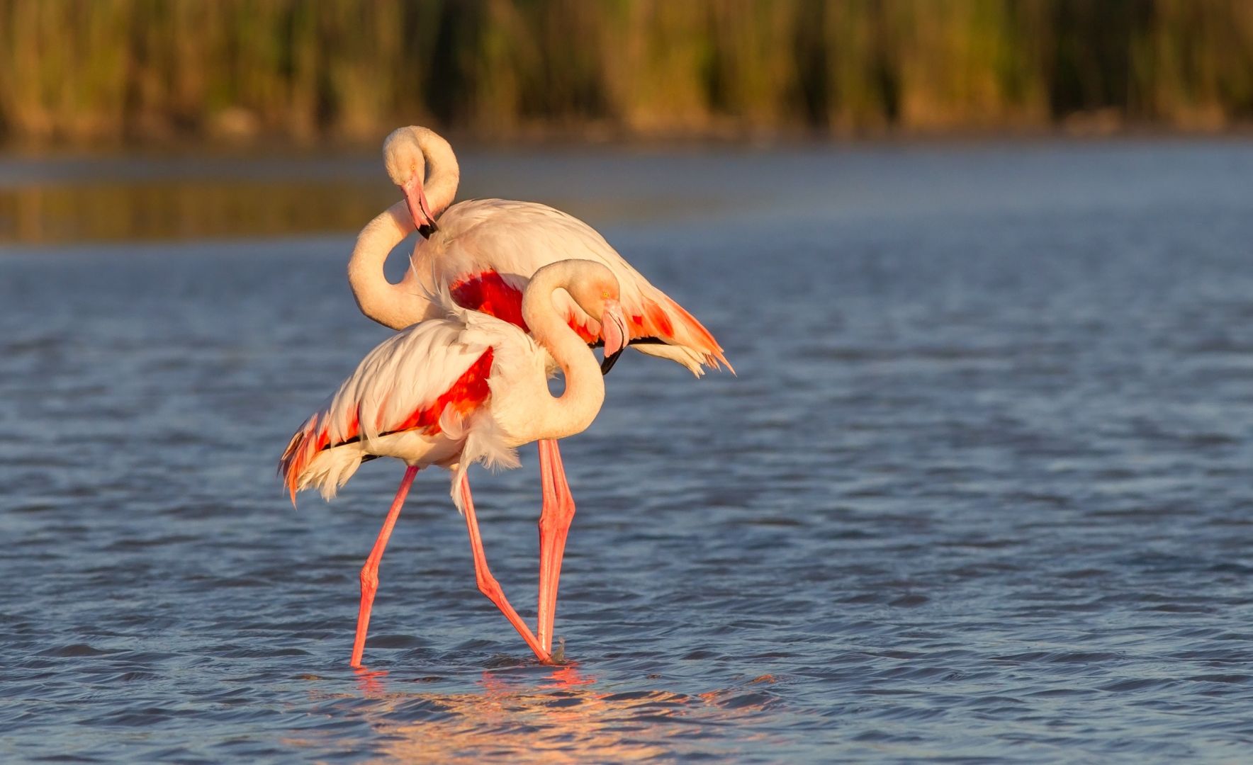 ¡Es tiempo de flamencos!