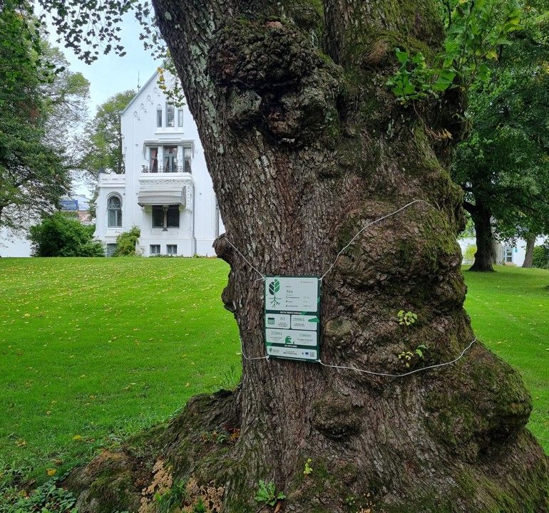 Treetag day 18. september