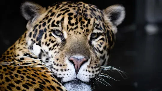 Decoding the jaguar genome to support felid conservation