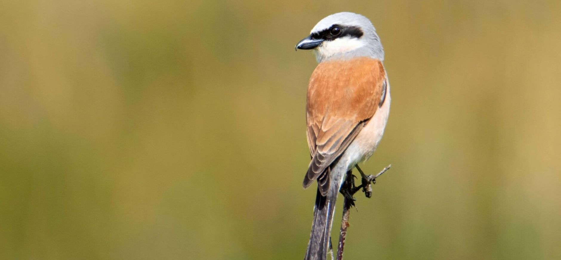 Tellingen vogels en vlinders: mooi én zorgelijk