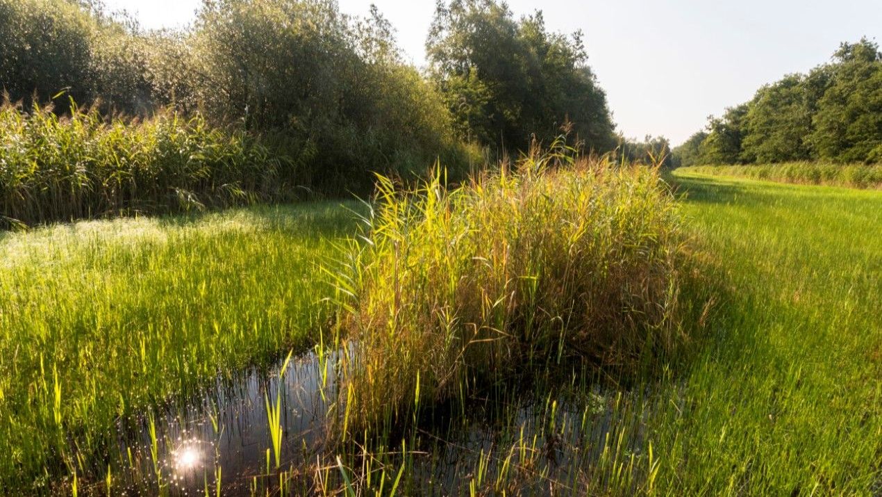 Stand van zaken procedure voornemen tot intrekking natuurvergunningen piekbelastende veehouderijen nabij Natura 2000-gebieden