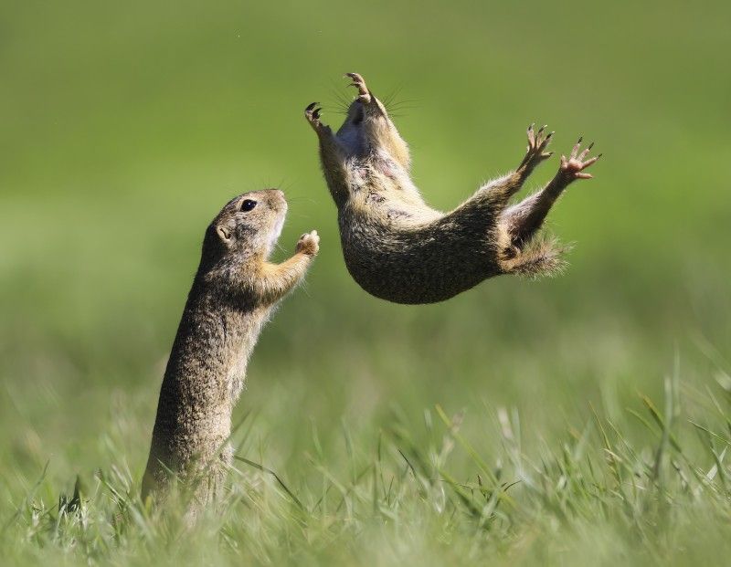 Afundación propone descubrir la comicidad escondida en la naturaleza con su exposición «Comedy Wildlife. Premios de fotografía» en Lugo