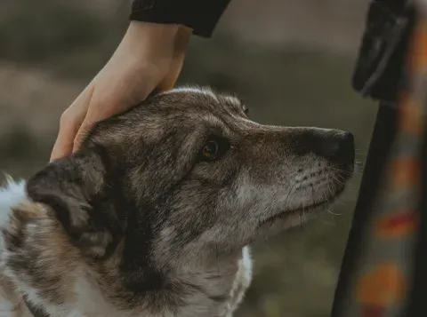 Honden als ondersteuning voor politiemensen met PTSS