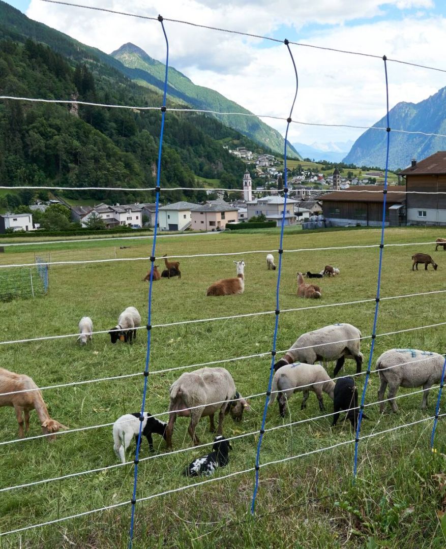 Wolfsabschüsse auf Vorrat kontraproduktiv und unnötig