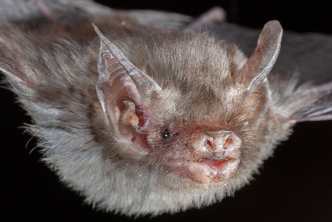 Genomforschung: Veröffentlichung in Nature Neuer Stammbaum: Fledermäuse haben ihren Ursprung in Europa