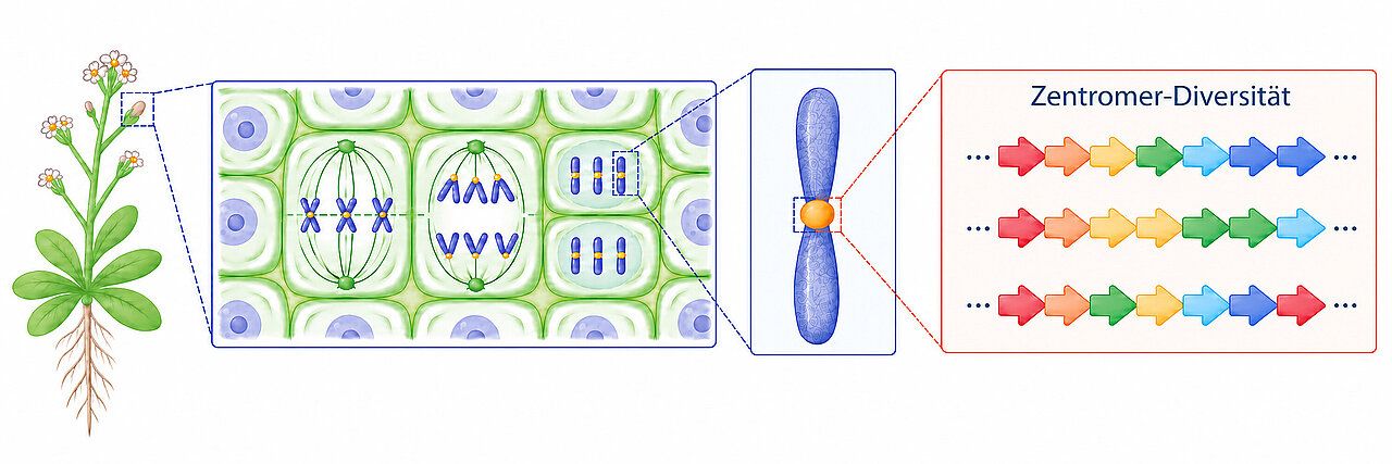 Biologie: Veröffentlichung in Nature Älteste Teile des Genoms behalten trotz Mutationen ihre Funktion