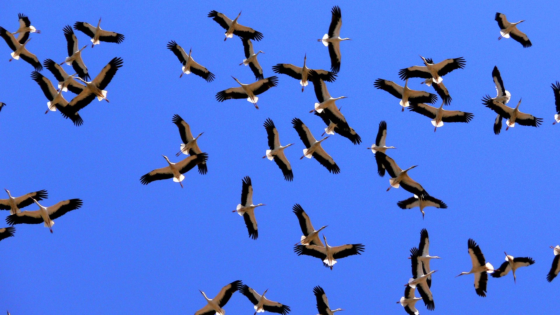 Con el otoño llega uno de los mayores espectáculos naturales del año