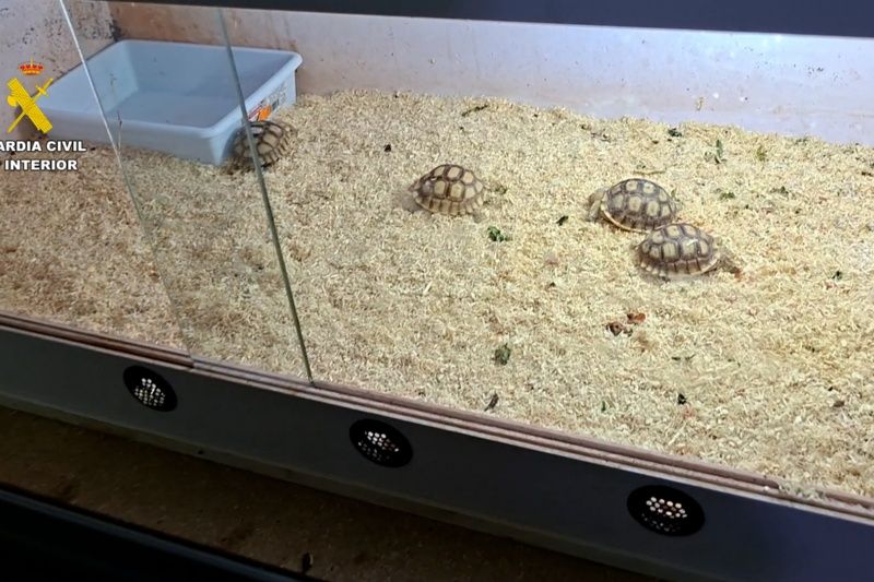 Intervenidos más de 200 reptiles y detenidas tres personas dedicadas al tráfico de especies protegidas