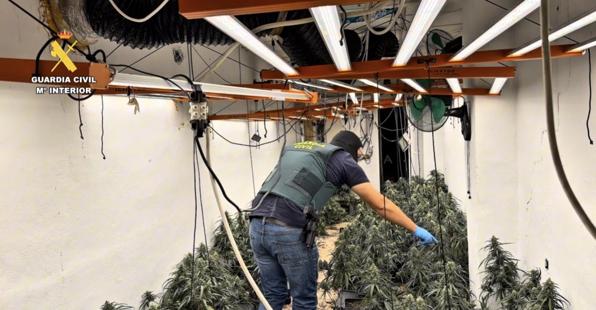 La Guardia Civil lleva a cabo 40 registros y encuentra más de 13.000 plantas de marihuana en un solo día
