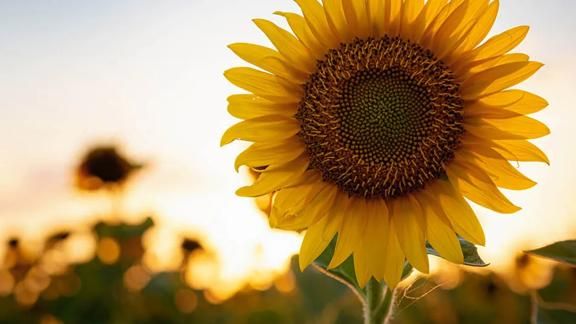 Dag tegen Kanker: een lichtpuntje voor iedereen