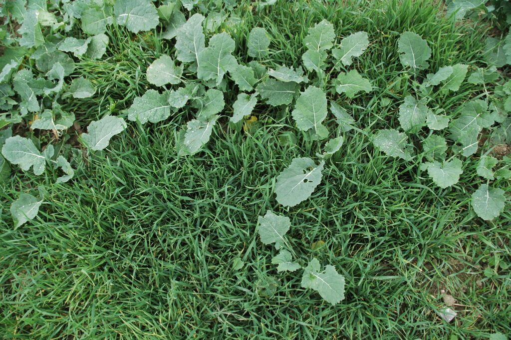 Problematika regulace výdrolu obilnin v ozimé řepce – optimální čas k aplikaci herbicidů