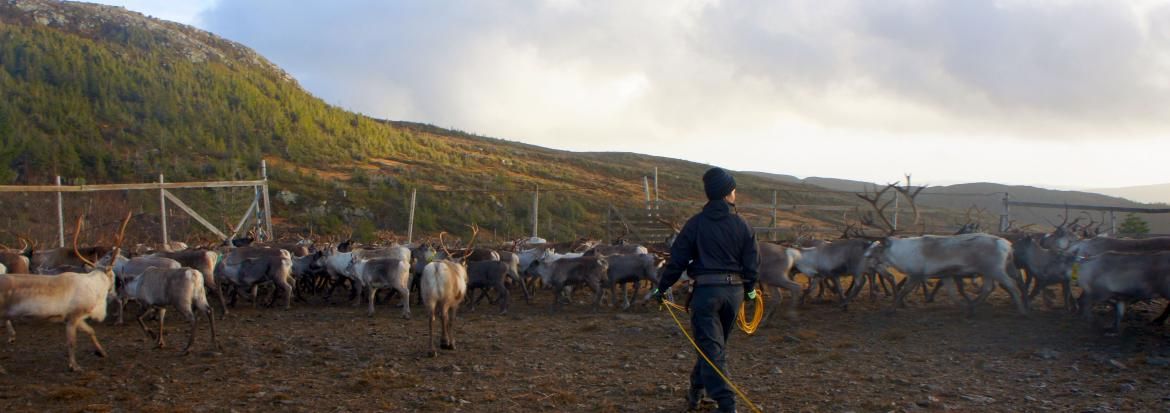 – Må kunne diskutere om reindrifta skal ha så mykje makt