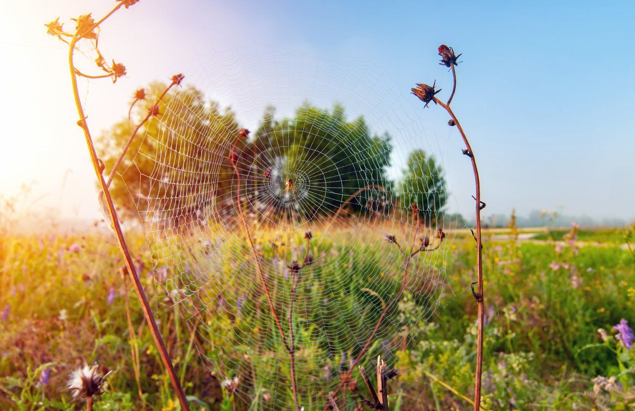 Nationale Themacommissie Biodiversiteitsonderzoek van start