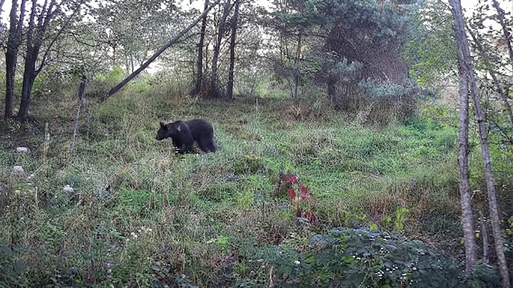 (ВІДЕО) Несподівані гості потрапили в об’єктив прикордонних камер