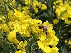 Saatgutproduktion: Ohne Bestäuber keine nächste Aussaat