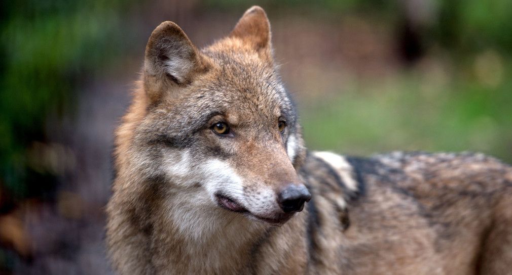 Erlegter Wolf war nicht mehr überlebensfähig