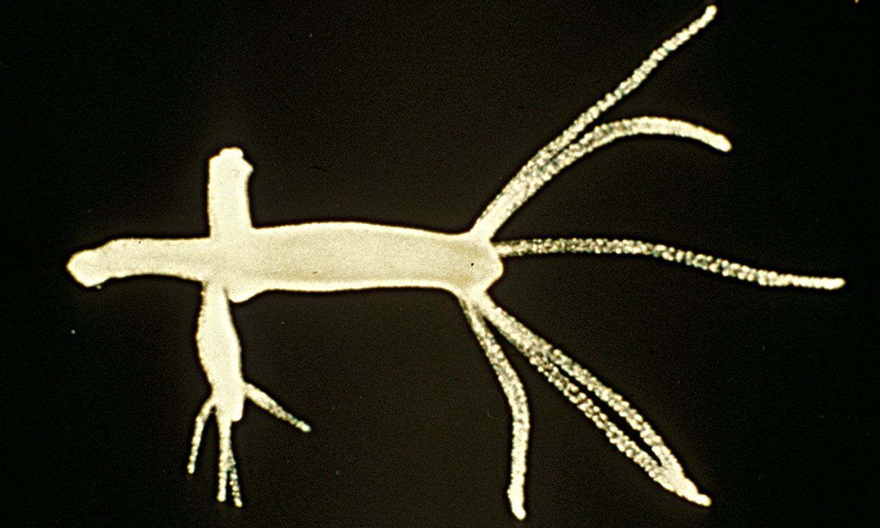 Wenn die Hydra ihre Unsterb­lich­keit verliert