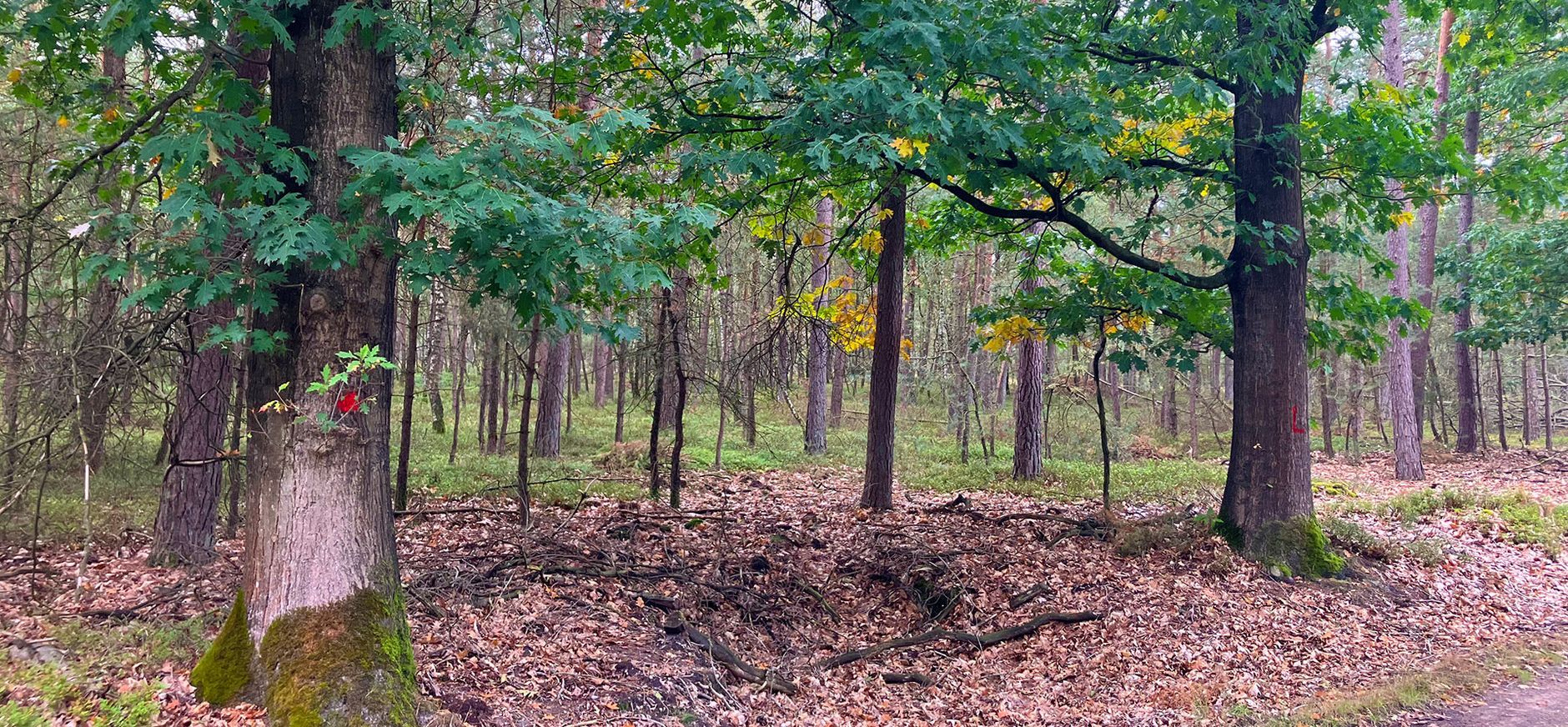 Werkzaamheden voor gezond en vitaal bos in Reeënberg en Munsterman