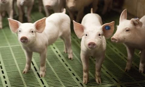 DBV fordert Abschaffung des Tierhaltungskennzeichnungsgesetzes