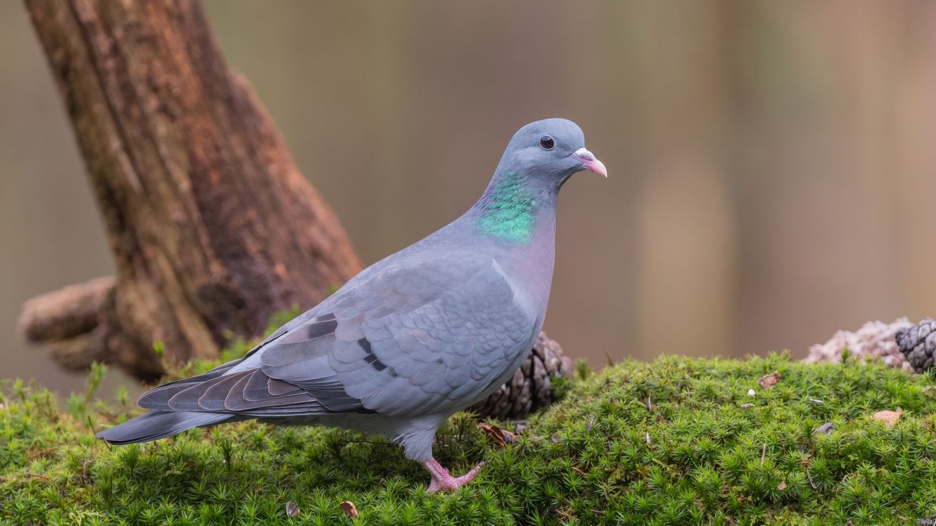 El TSJ de Madrid suspende cautelarmente la caza de nueve especies