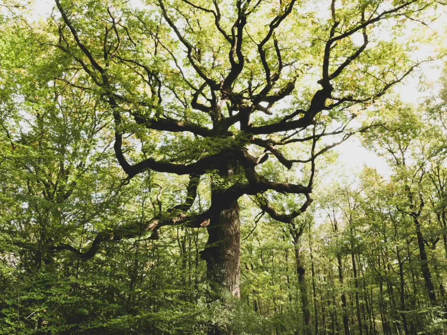 Plan national de restauration de la nature : la France doit passer des engagements aux résultats