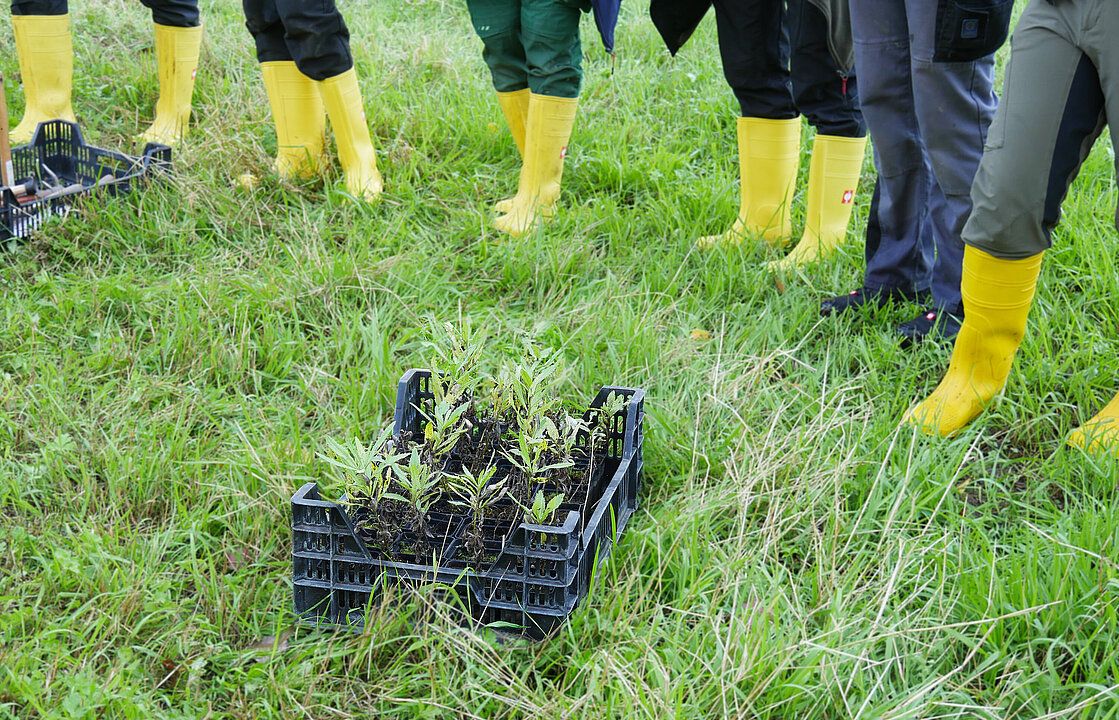 Seltene Pflanze kehrt ins Naturschutzgebiet zurück Botanische Kooperation für den Artenschutz