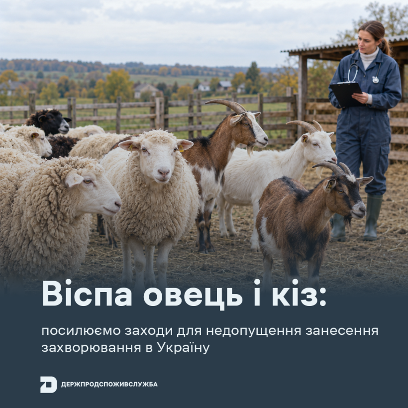 Віспа овець і кіз: посилюємо заходи для недопущення занесення захворювання в Україну