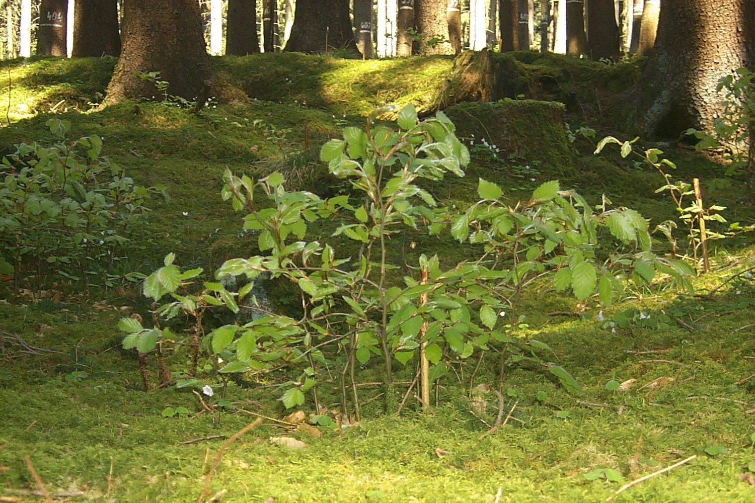 Trees: on your marks, get set, grow!