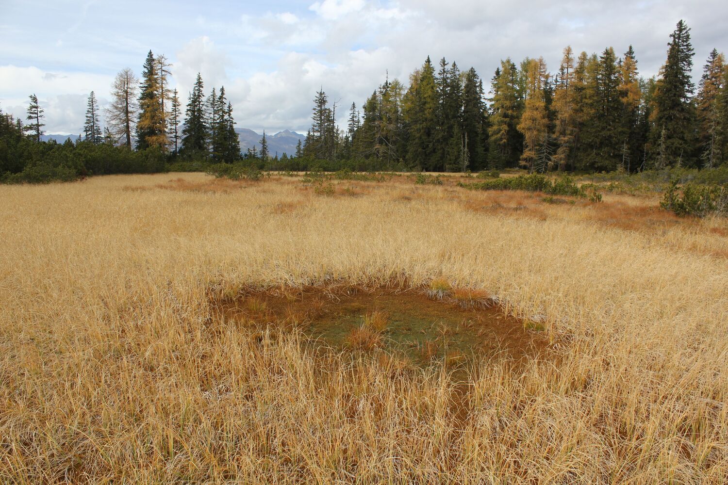 Alpine peatlands under pressure
