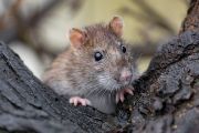 Většina lidí invazní druhy nezná a jejich regulaci příliš nepodporuje