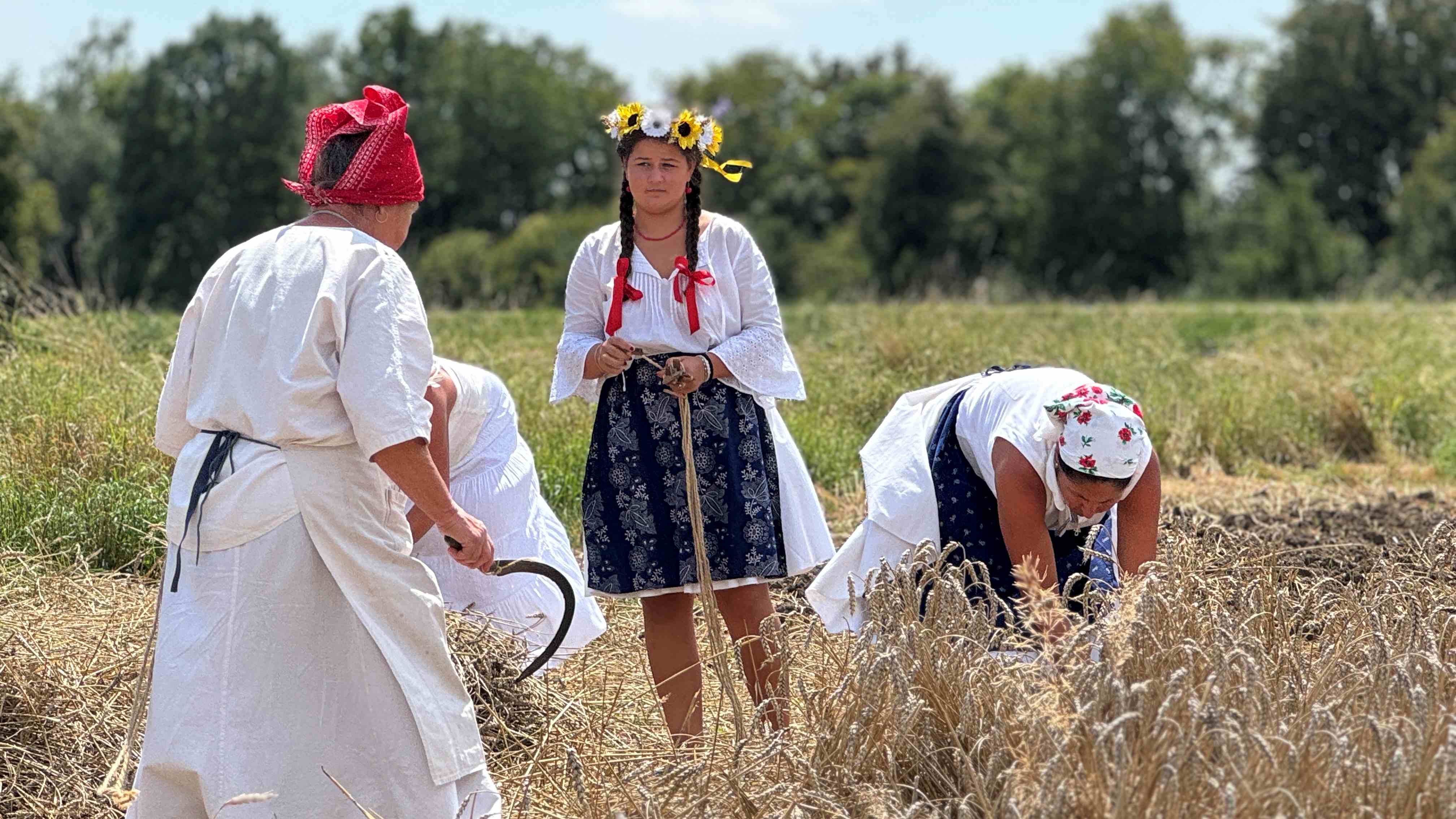 Žně jako za časů prababiček. Hanácké muzeum chystá živou ukázku sklizně